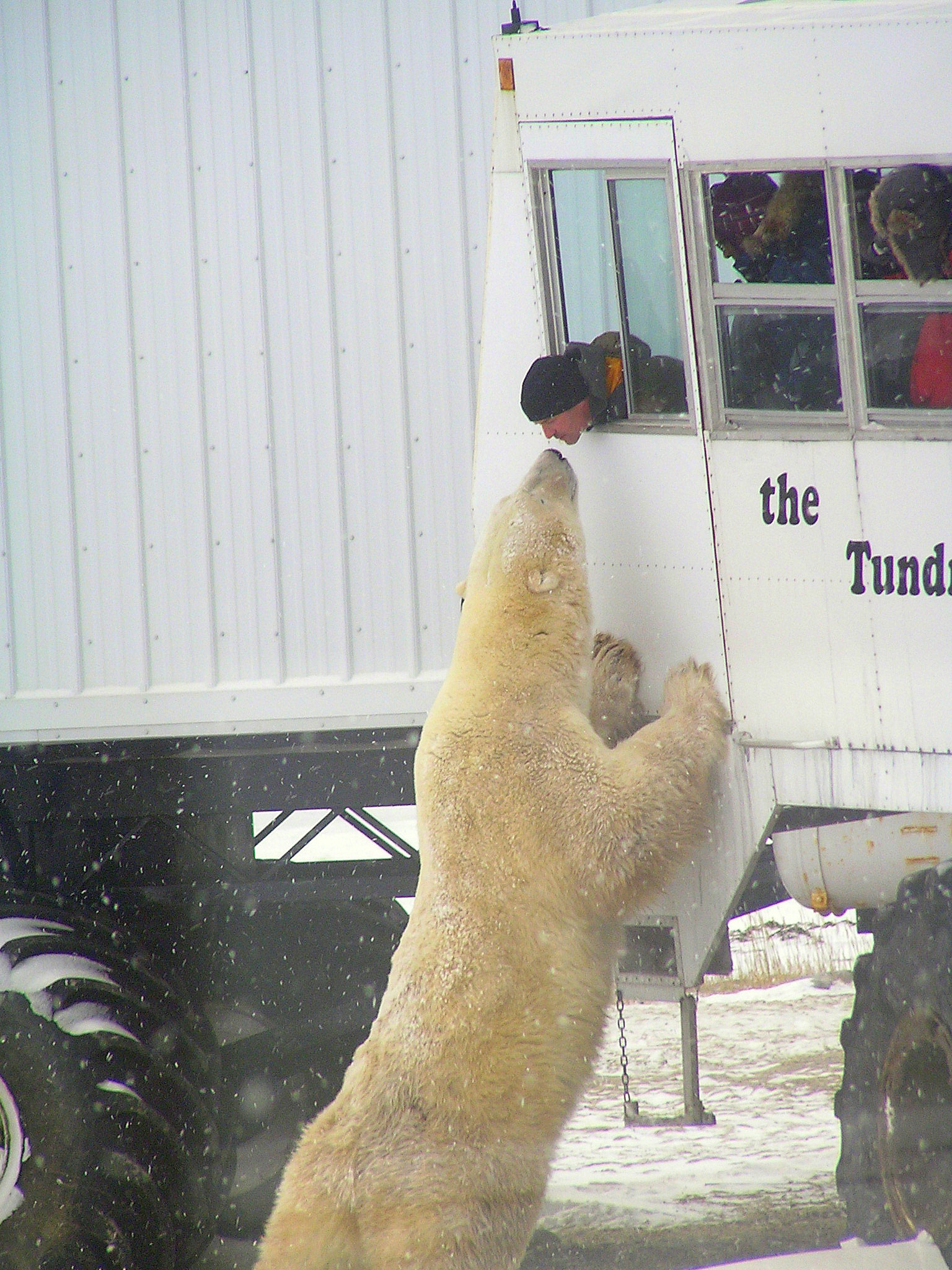 Bear kiss